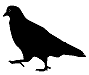 Pigeon